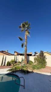 Tall trimmed palm tree and pool area during a palm tree skinning project in Spring Valley Las Vegas.