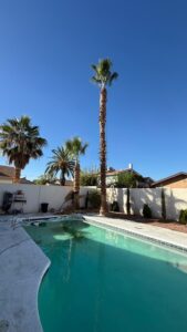 all trimmed palm tree and pool area during a palm tree skinning project in Spring Valley Las Vegas.