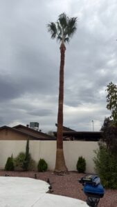 Tall trimmed palm tree and pool area during a palm tree skinning project in Spring Valley Las Vegas.