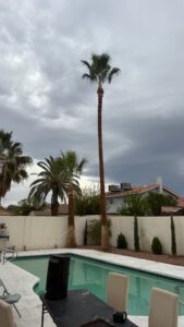 Tall trimmed palm tree and pool area during a palm tree skinning project in Spring Valley Las Vegas.