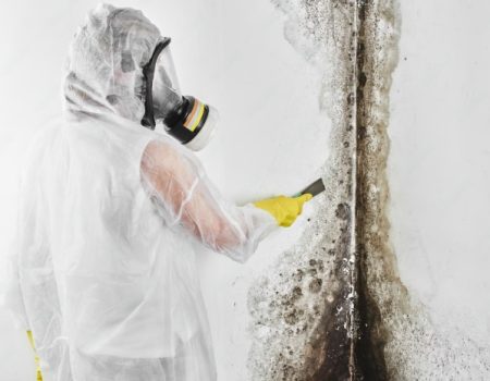 mold removal